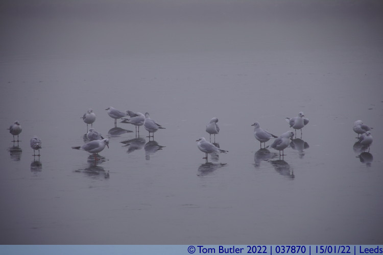 Photo ID: 037870, Birds on a frozen lake, Leeds, England