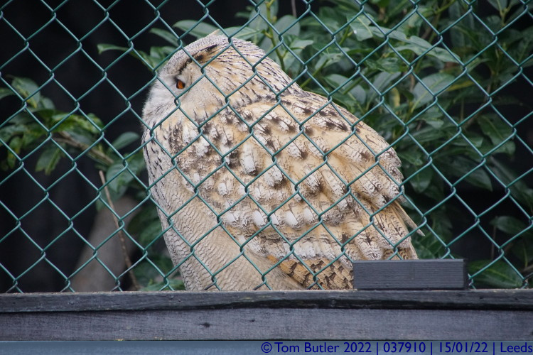 Photo ID: 037910, Stella the Siberian Eagle Owl, Leeds, England
