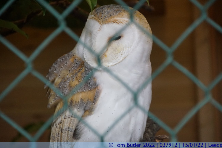 Photo ID: 037912, Barn Owl, Leeds, England