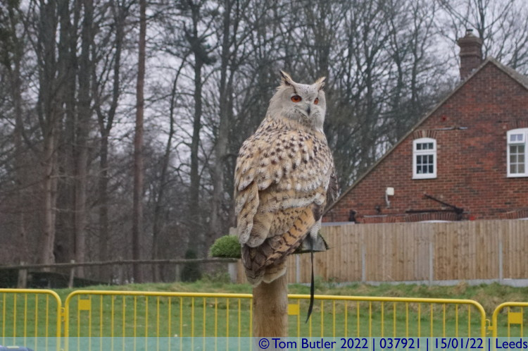 Photo ID: 037921, Stella the Siberian Eagle Owl, Leeds, England