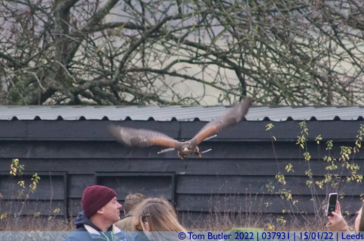 Photo ID: 037931, Hawk in flight, Leeds, England