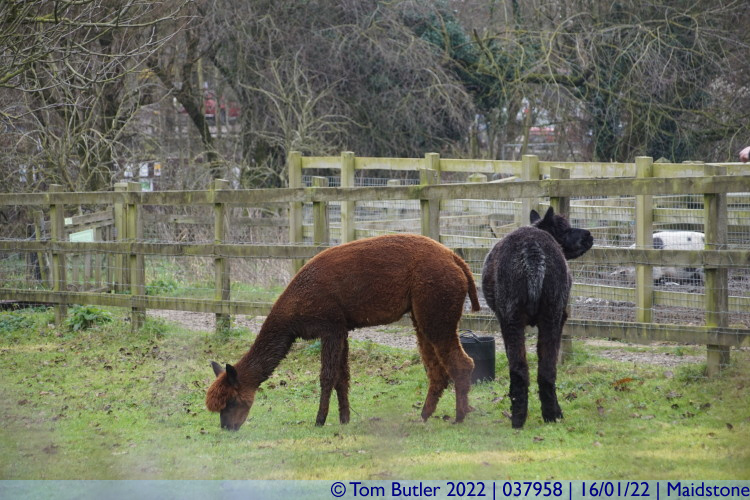 Photo ID: 037958, Alpacas, Maidstone, England