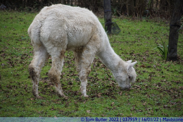 Photo ID: 037959, Grazing alpaca, Maidstone, England