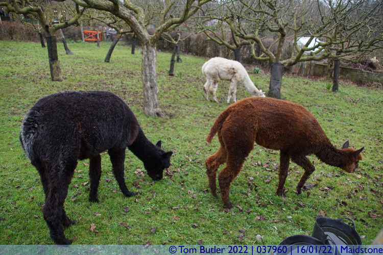 Photo ID: 037960, Field of alpacas, Maidstone, England