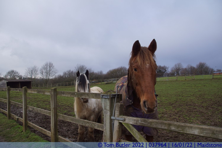 Photo ID: 037964, Horse and emo horse, Maidstone, England