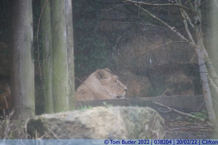 Photo ID: 038204, Lioness, Clifton, England