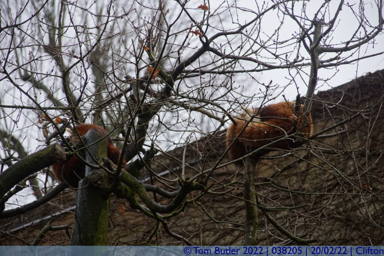 Photo ID: 038205, Sleeping Pandas, Clifton, England