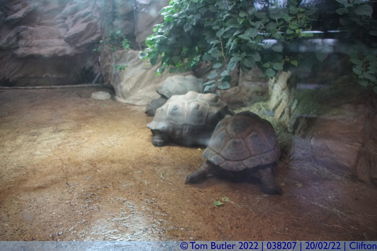 Photo ID: 038207, Giant Tortoises, Clifton, England