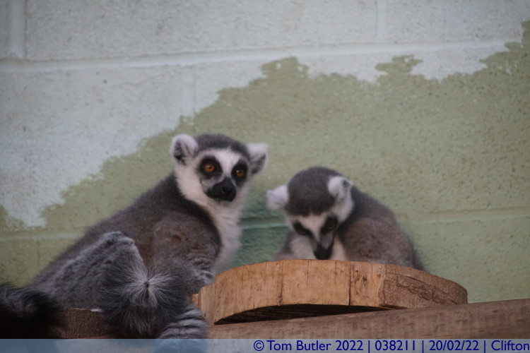 Photo ID: 038211, Ring Tailed Leamers, Clifton, England