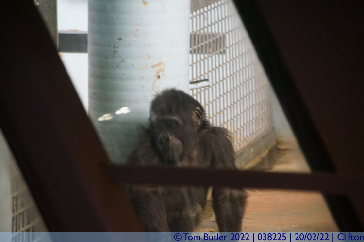 Photo ID: 038225, Baby Gorilla, Clifton, England