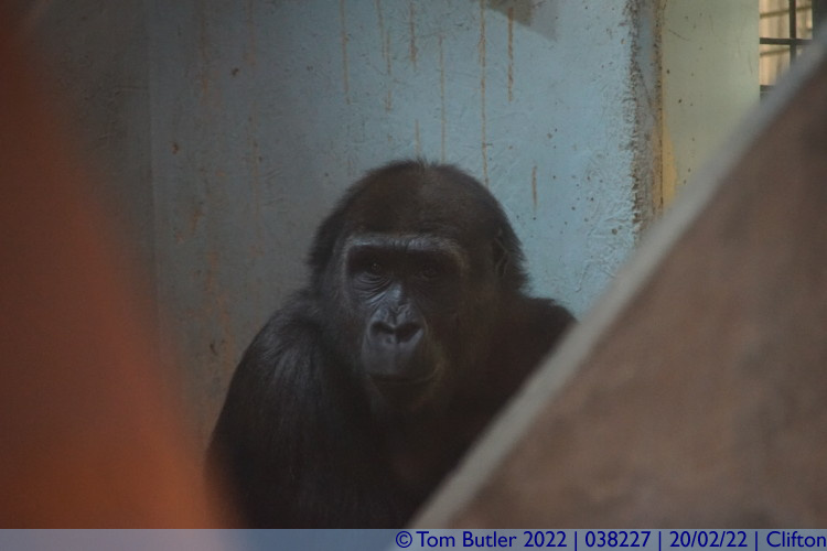 Photo ID: 038227, Gorilla matriarch, Clifton, England