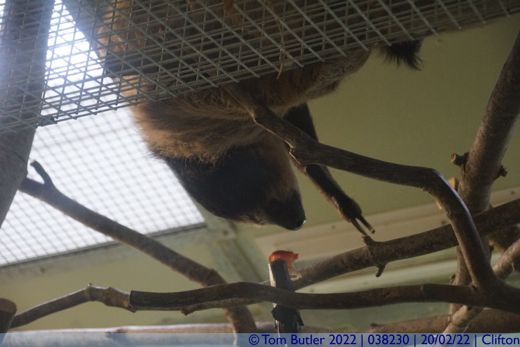Photo ID: 038230, Two toed sloth, Clifton, England