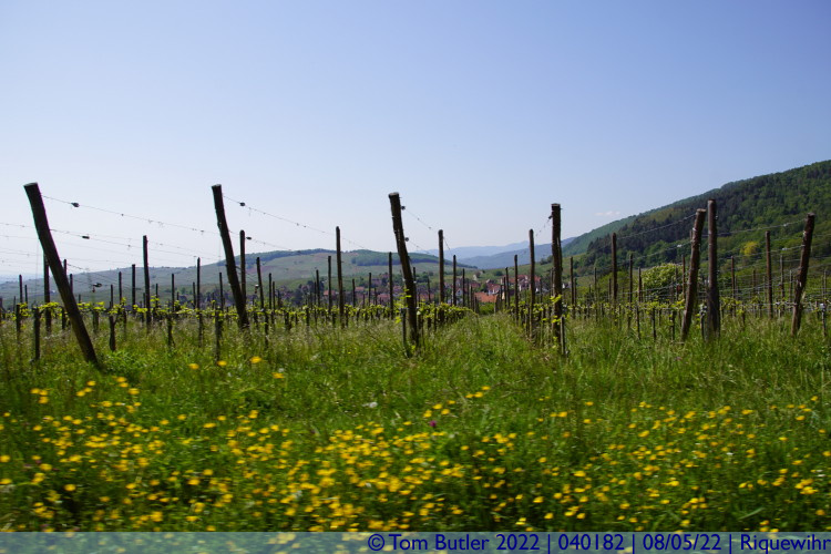 Photo ID: 040182, In the vineyards, Riquewihr, France