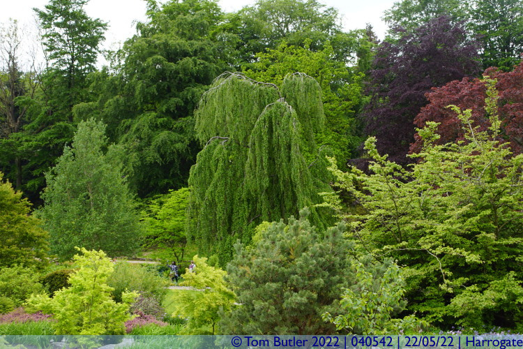 Photo ID: 040542, Trees and plants, Harrogate, England