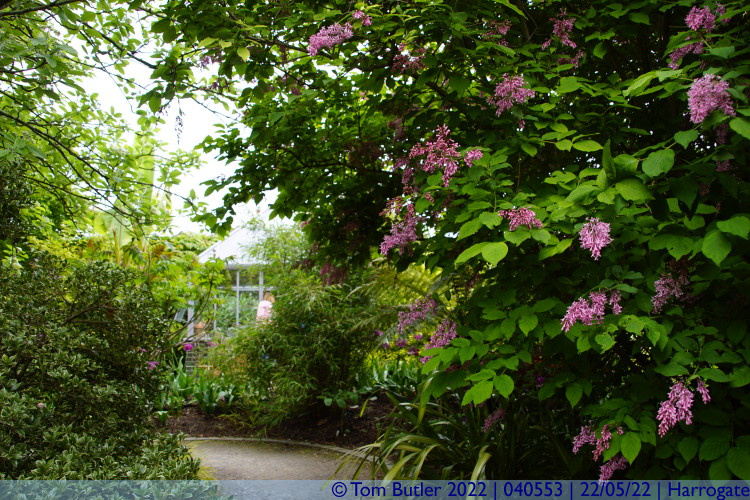 Photo ID: 040553, In the fragrance garden, Harrogate, England