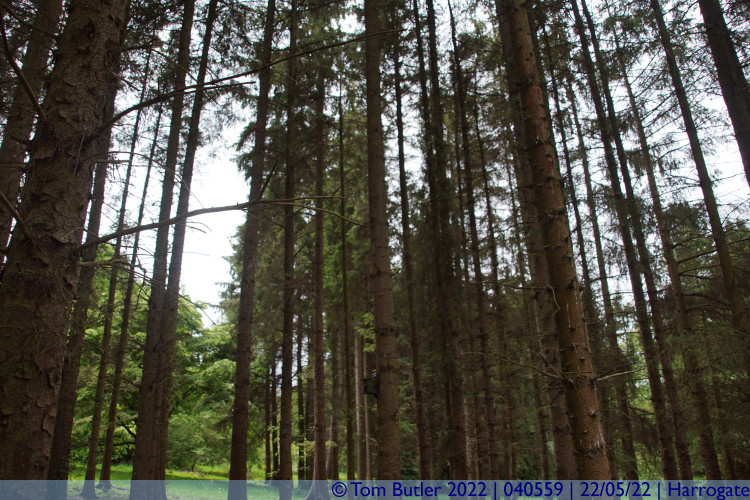 Photo ID: 040559, Tall trees, Harrogate, England