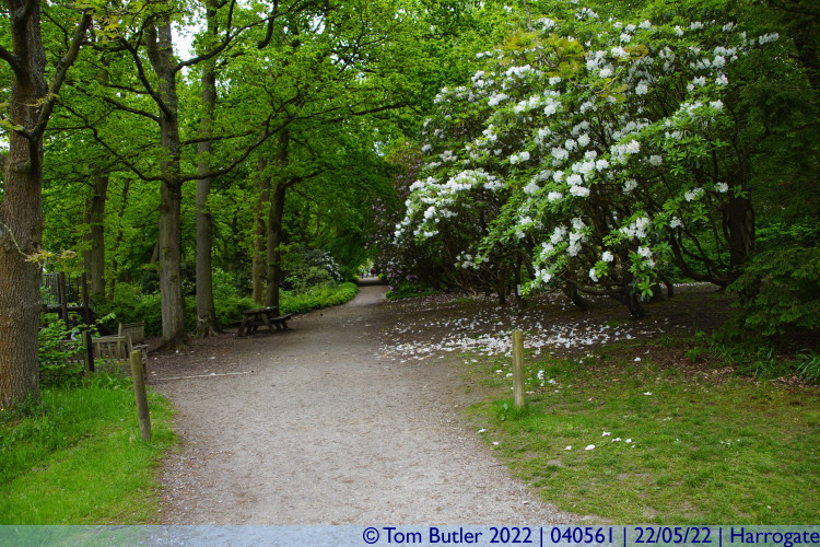 Photo ID: 040561, Walk through the woods, Harrogate, England