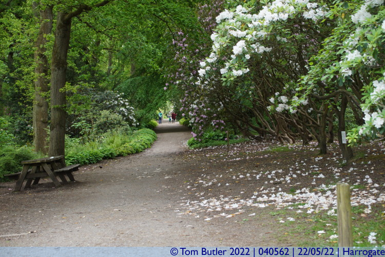 Photo ID: 040562, In the woods, Harrogate, England