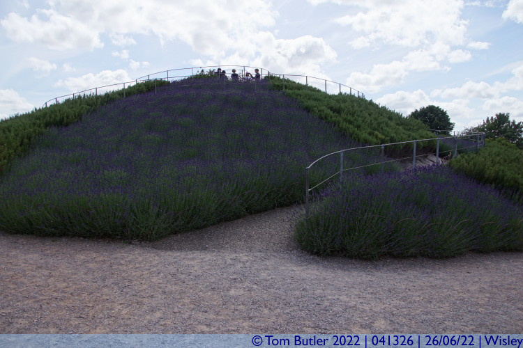 Photo ID: 041326, Lavender Hill, Wisley, England