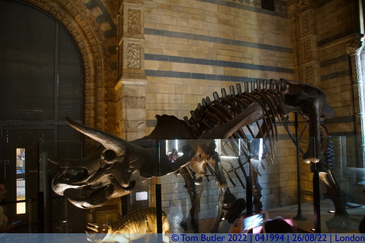 Photo ID: 041994, Triceratops, London, England