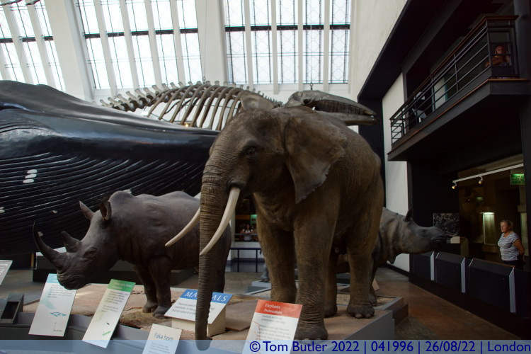 Photo ID: 041996, Entering the Mammal Hall, London, England