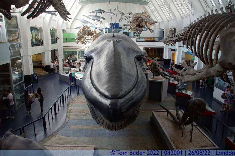 Photo ID: 042001, Blue Whale Model, London, England