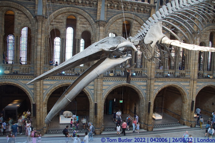 Photo ID: 042006, Hope the Blue Whale, London, England