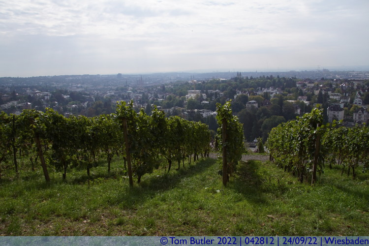 Photo ID: 042812, Looking through a vineyard, Wiesbaden, Germany
