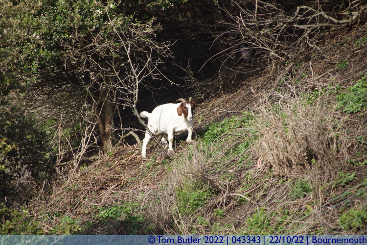 Photo ID: 043343, Dorset Mountain Goats, Bournemouth, England