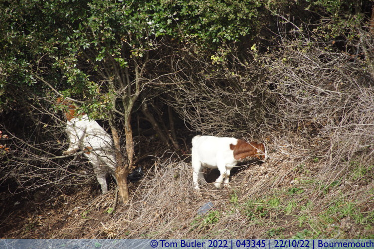 Photo ID: 043345, Bush climbing goats, Bournemouth, England