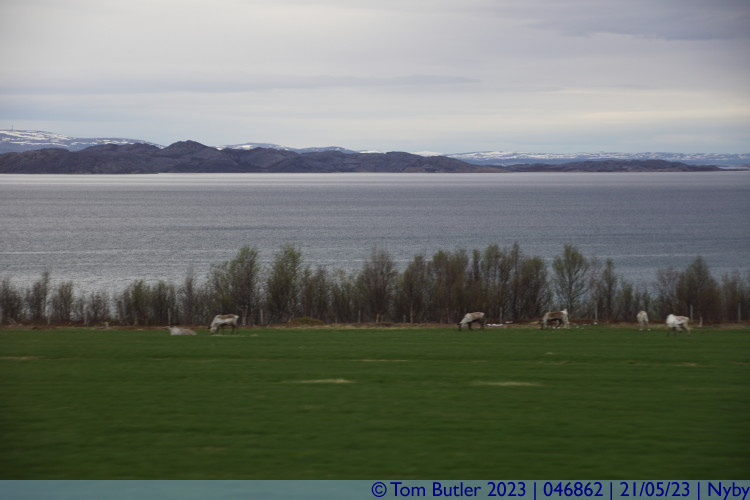Photo ID: 046862, Reindeer grazing, Nyby, Norway