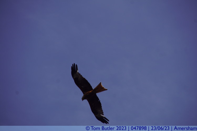 Photo ID: 047898, Red Kite high above the garden, Amersham, England