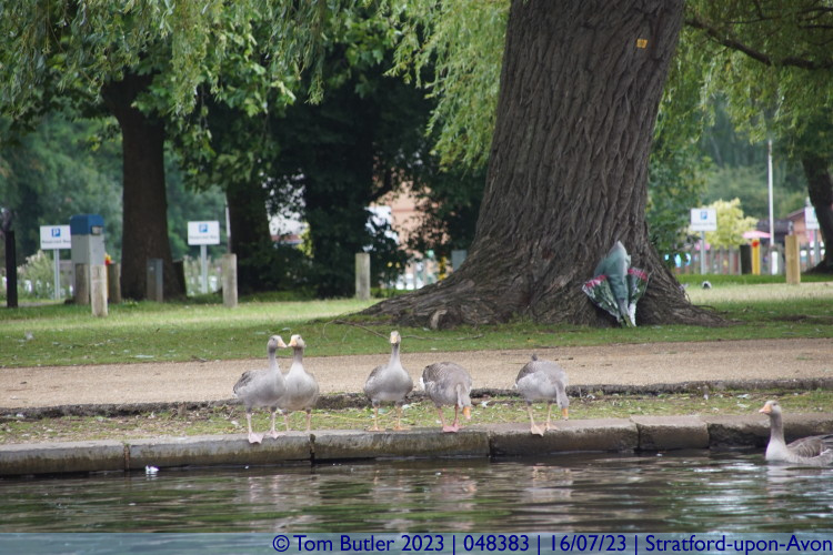 Photo ID: 048383, Geese, Stratford-upon-Avon, England