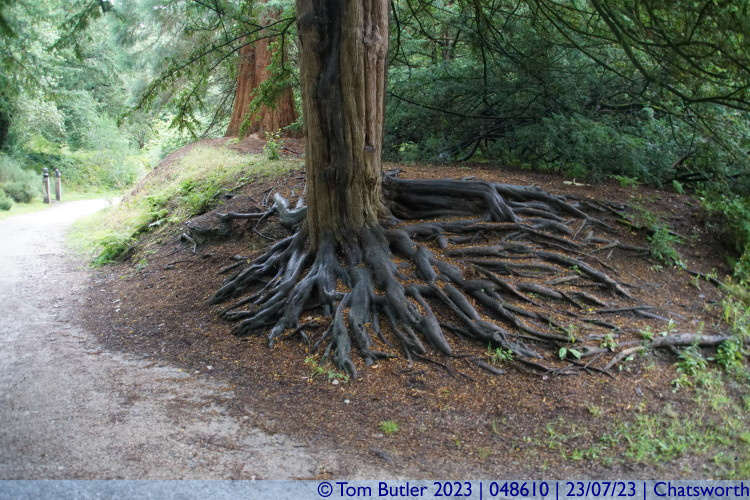 Photo ID: 048610, Tree roots, Chatsworth, England