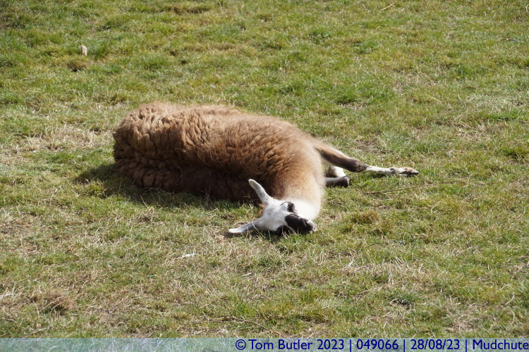 Photo ID: 049066, A lazing llama, Mudchute, England