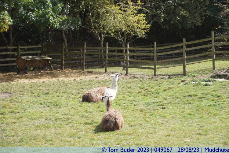 Photo ID: 049067, London Llamas, Mudchute, England
