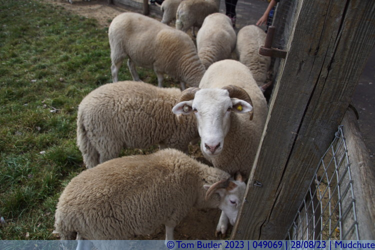 Photo ID: 049069, Sheep, Mudchute, England