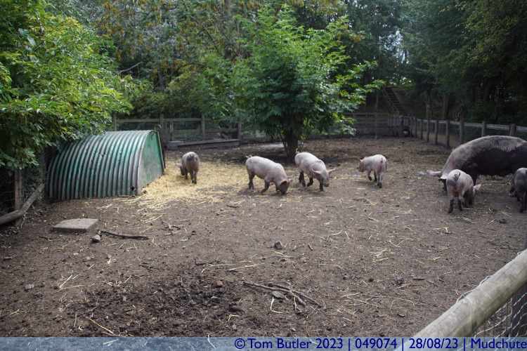 Photo ID: 049074, Tamworth piglets, Mudchute, England