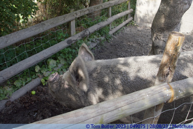 Photo ID: 049075, Tamworth boar, Mudchute, England