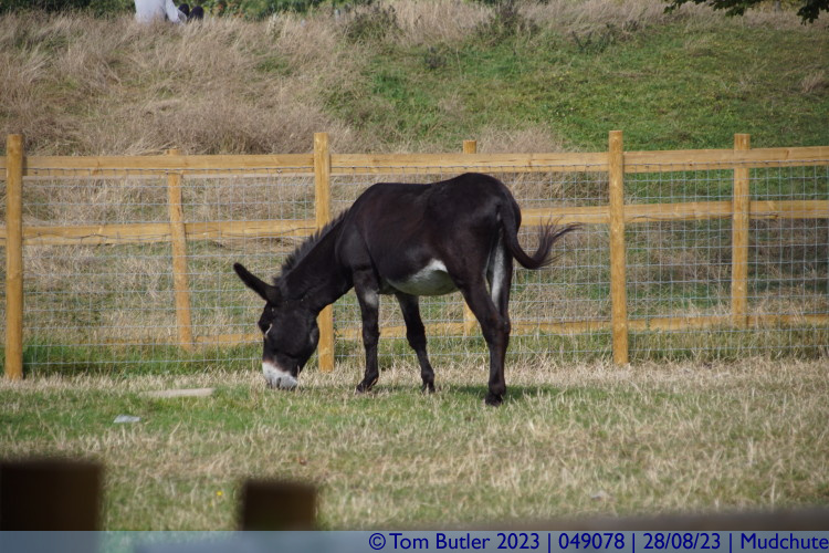 Photo ID: 049078, Donkey, Mudchute, England