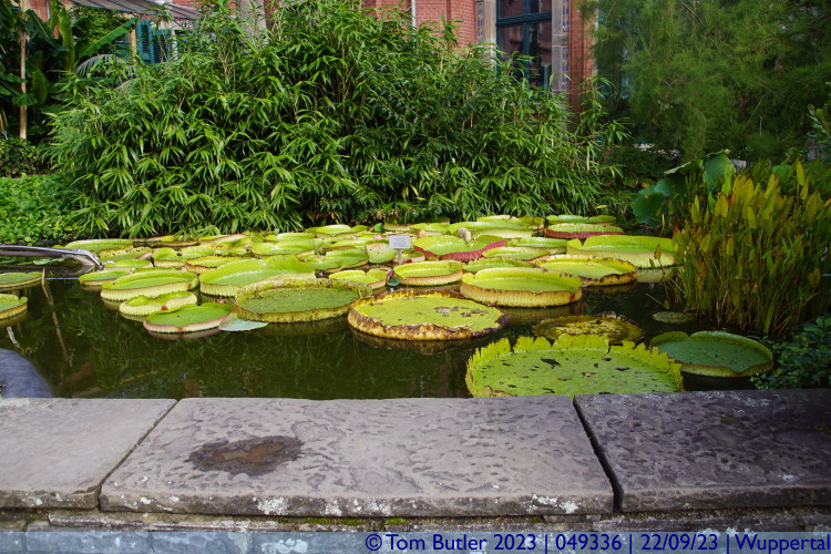 Photo ID: 049336, Warm water pond with lilies, Wuppertal, Germany