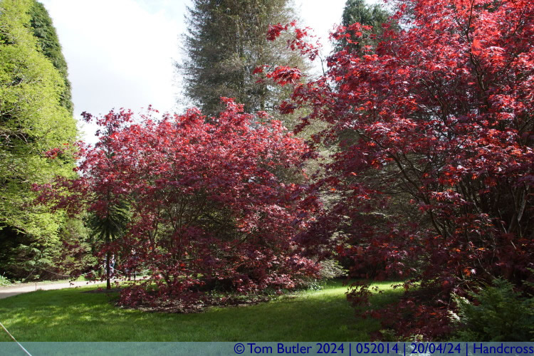 Photo ID: 052014, Red leaves in Spring, Handcross, England