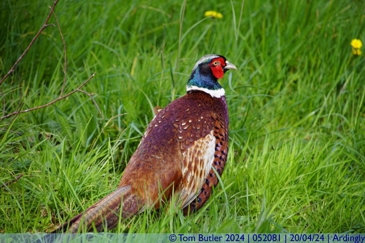 Photo ID: 052081, A pheasant, Ardingly, England