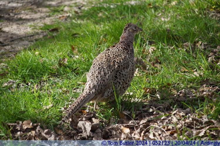 Photo ID: 052123, A female Pheasant, Ardingly, England