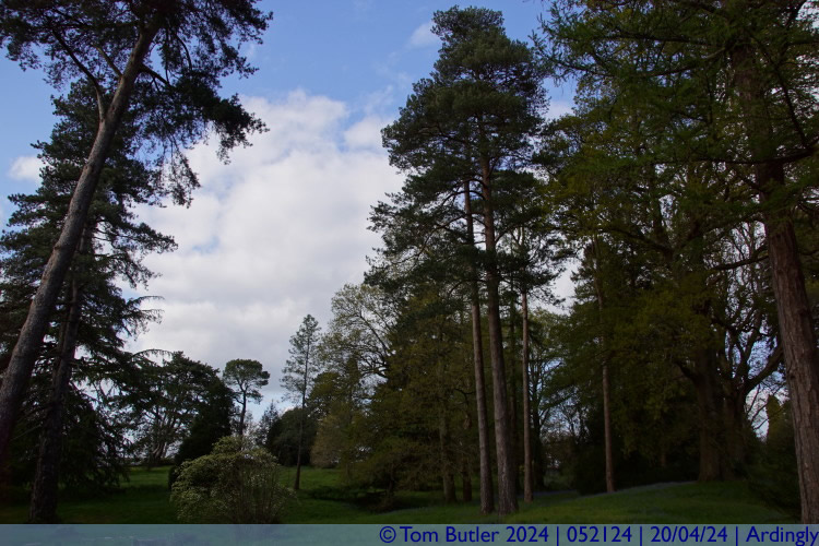 Photo ID: 052124, In the Pinetum, Ardingly, England
