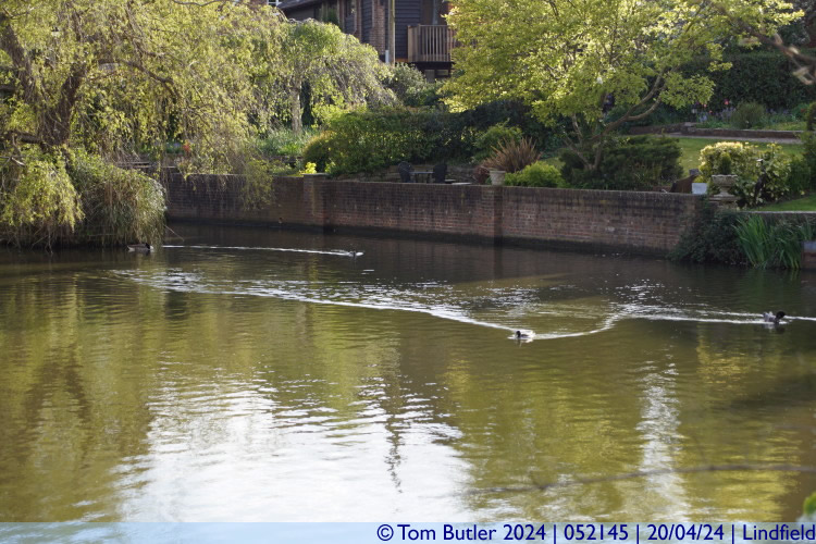 Photo ID: 052145, Ducks on the pond, Lindfield, England