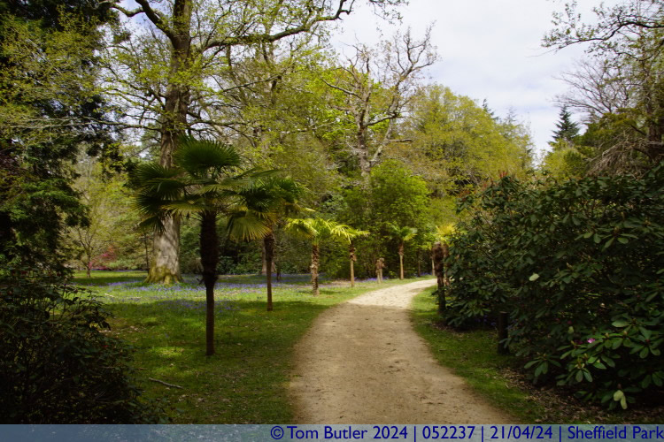 Photo ID: 052237, Palm Frond fridged path, Sheffield Park, England