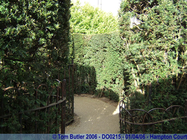 Photo ID: do0215, Lost inside the maze, Hampton Court, London