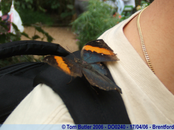 Photo ID: do0240, A butterfly settles on a friends backpack, Brentford, London