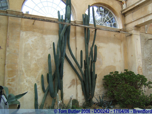 Photo ID: do0242, Cactus inside the conservatory, Brentford, London